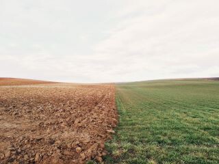 nebeneinanderliegende Felder: eines ist vertrocknet, das andere ist grün.